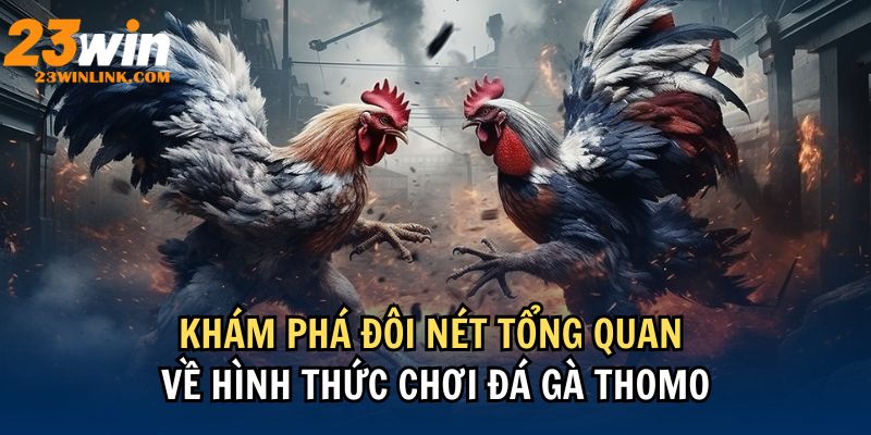 Cùng tìm hiểu về đá gà thomo tại 23win